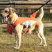 Schwimmweste für Hunde mit Haifischflosse